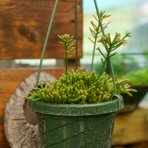 types of mistletoe cactus Mistletoe Cactus – Plant Detectives
