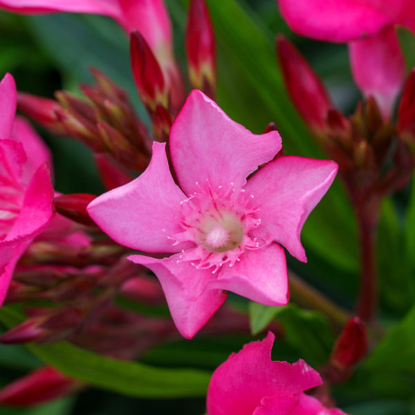 Oleander Tree