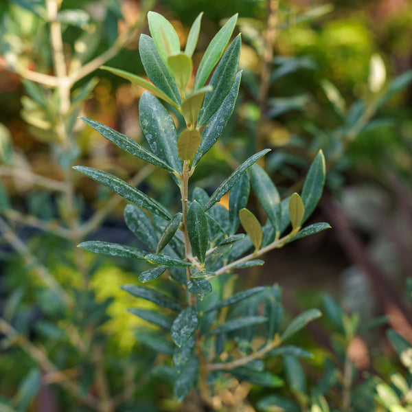 Olive Tree