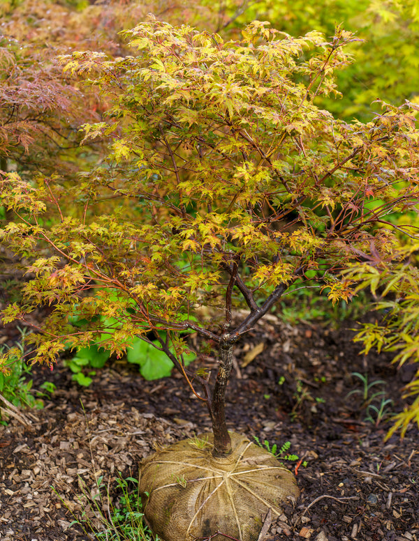 Olsens Frosted Strawberry Japanese Maple