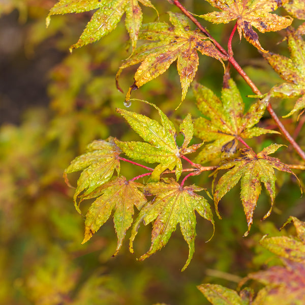 Olsens Frosted Strawberry Japanese Maple