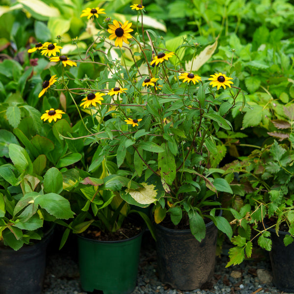 Orange Coneflower