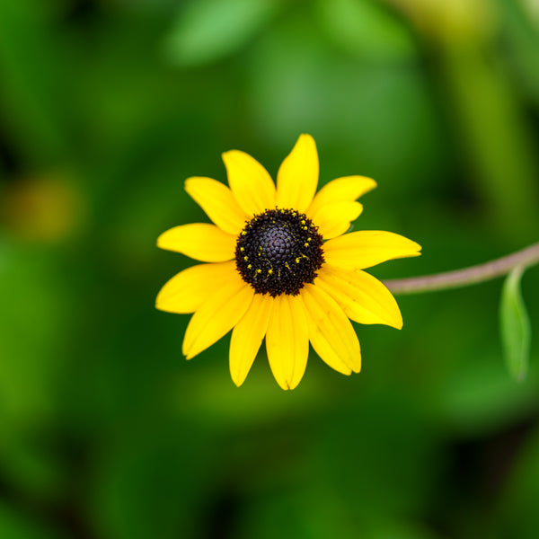 Orange Coneflower