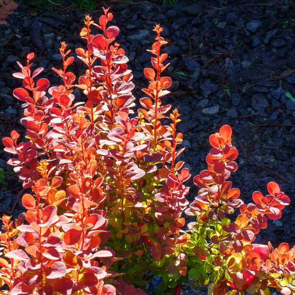 Orange Rocket Barberry