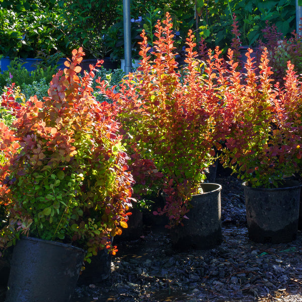 Orange Rocket Barberry