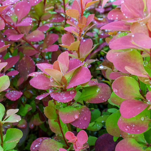 Orange Rocket Barberry