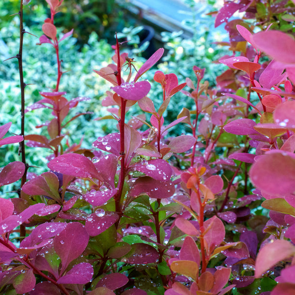 Orange Rocket Barberry