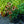 Load image into Gallery viewer, Orange Skipper Coneflower
