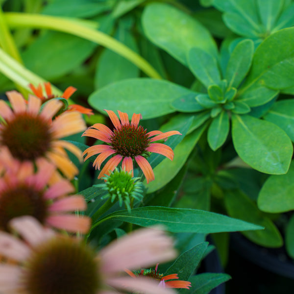 Orange Skipper Coneflower
