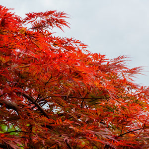 Orangeola Japanese Maple - Japanese Maple - Japanese Maples