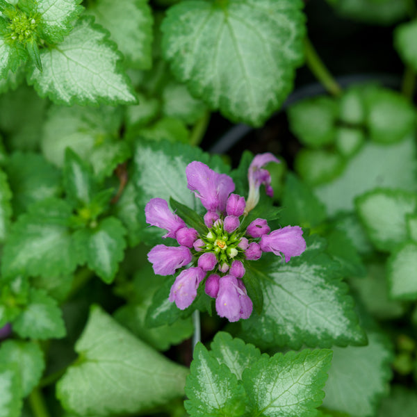 Orchid Frost Spotted Dead Nettle