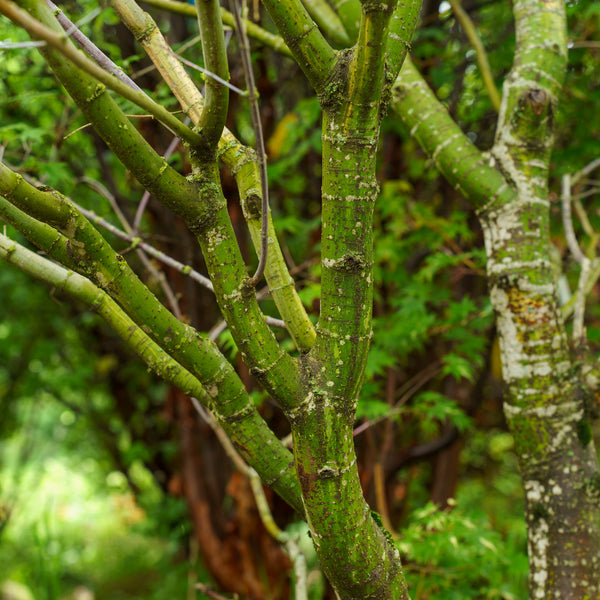 Oridono Nishiki Japanese Maple