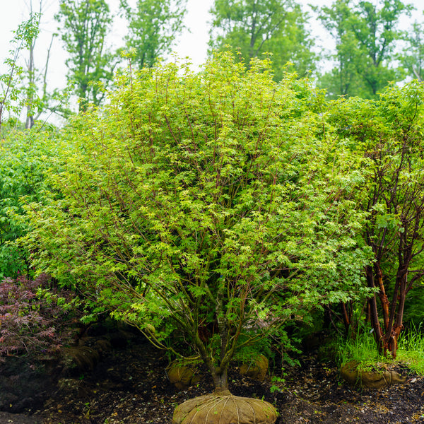 Oridono Nishiki Japanese Maple