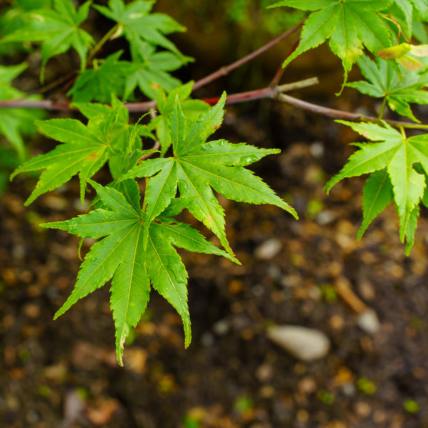 Oridono Nishiki Japanese Maple