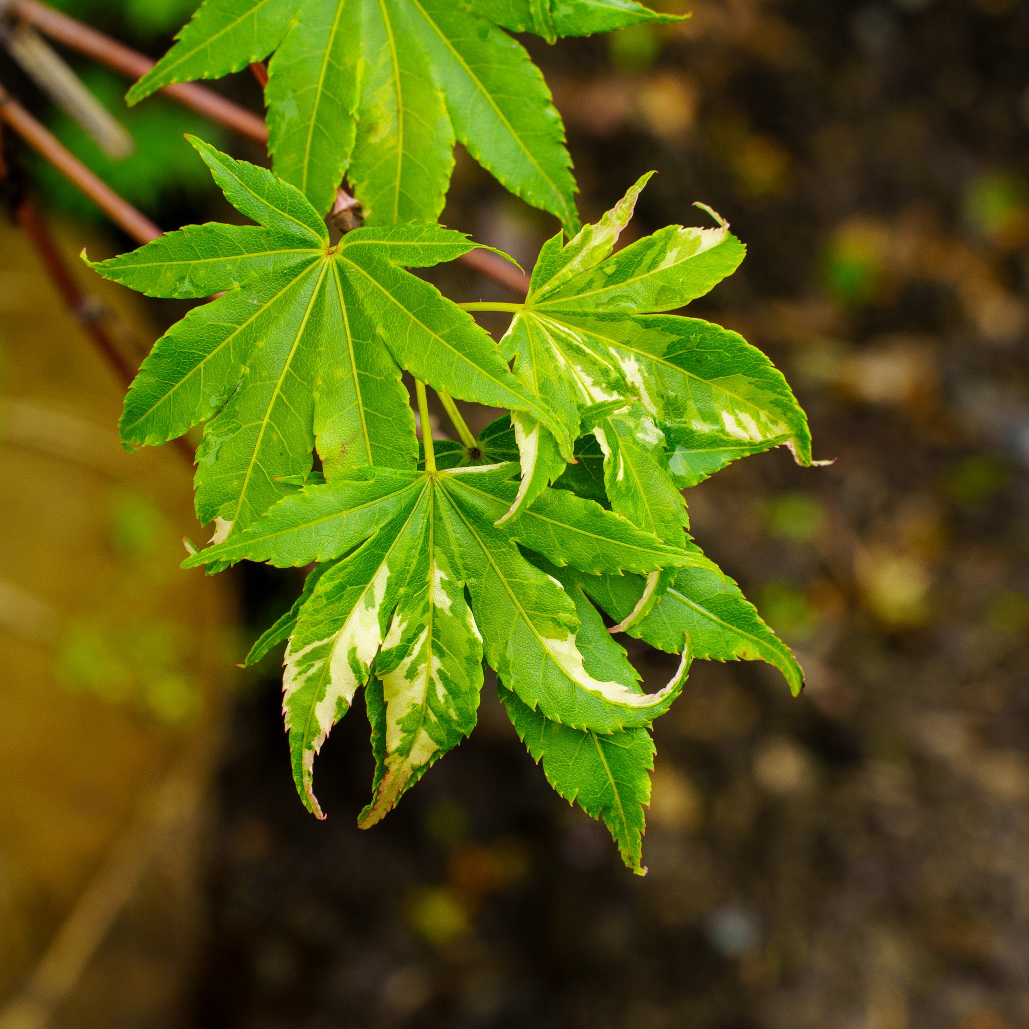 Oridono Nishiki Japanese Maple – Plant Detectives