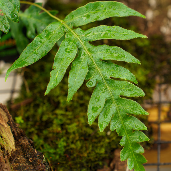 Oriental Chain Fern