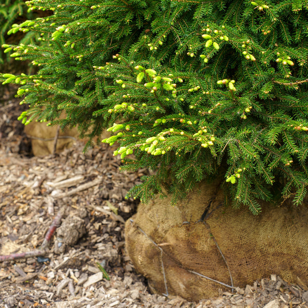 Oriental Spruce