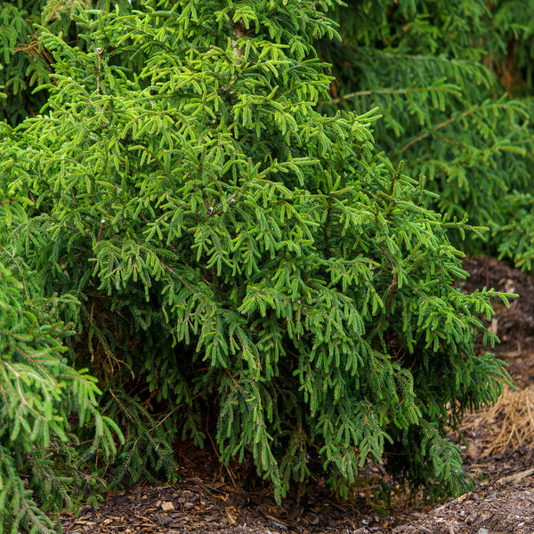 Oriental Spruce