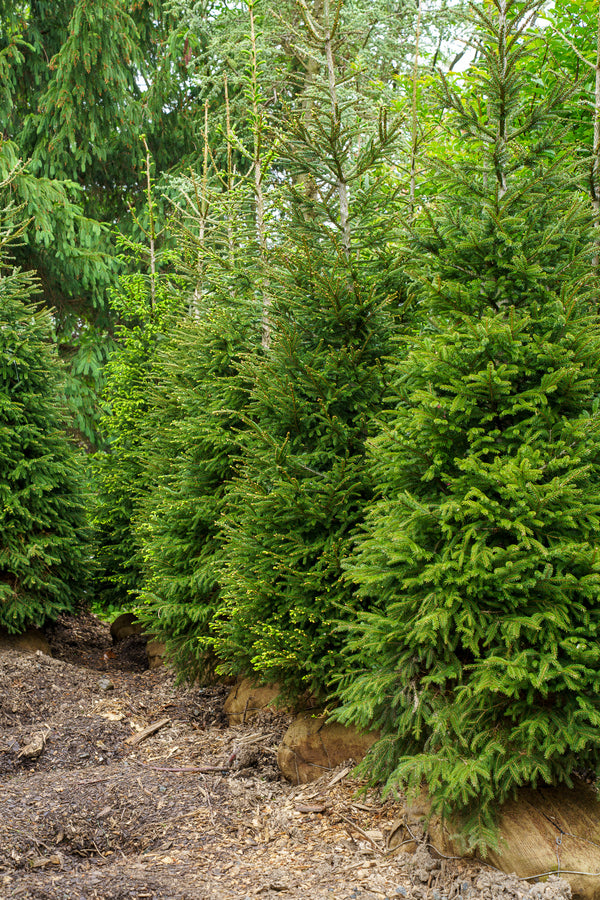 Oriental Spruce