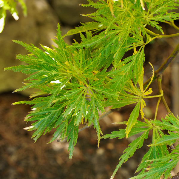 Origami Maple