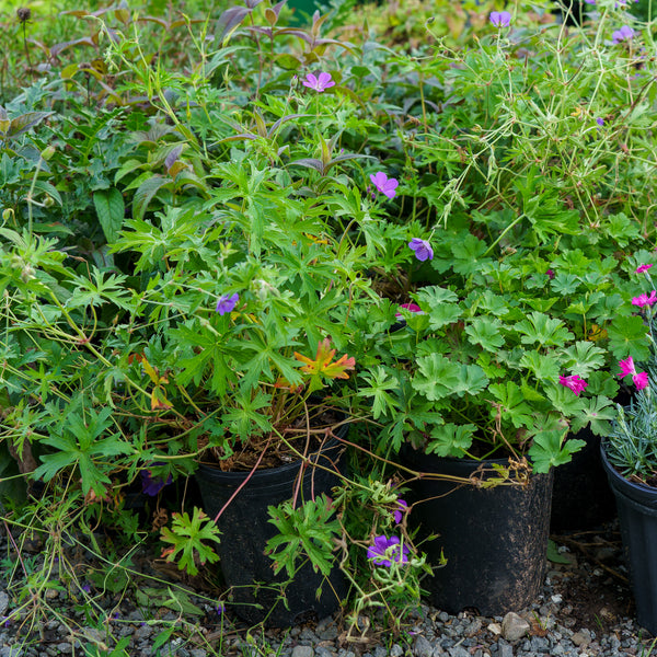 Orion Cranesbill