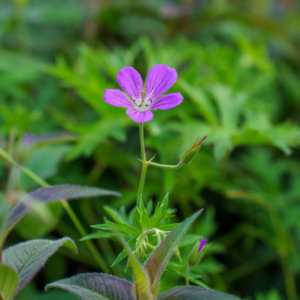 Orion Cranesbill