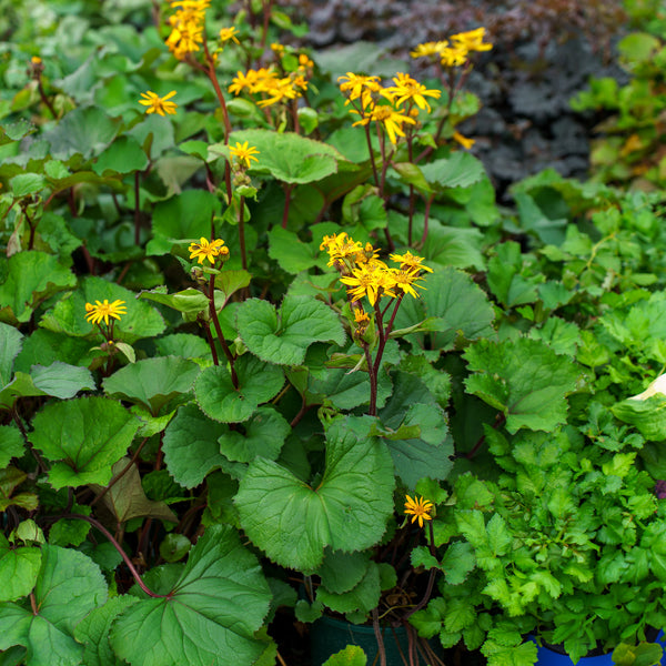 Othello Ligularia