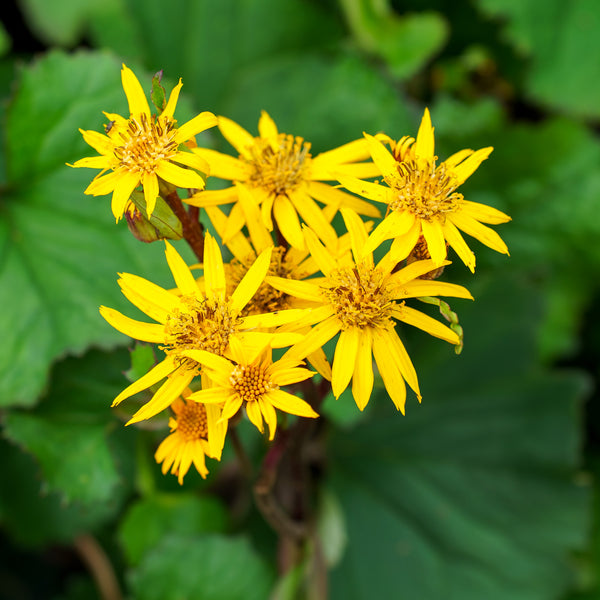 Othello Ligularia