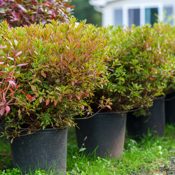 P.J.M. Elite Rhododendron – Plant Detectives