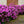 Load image into Gallery viewer, P.J.M. Rhododendron
