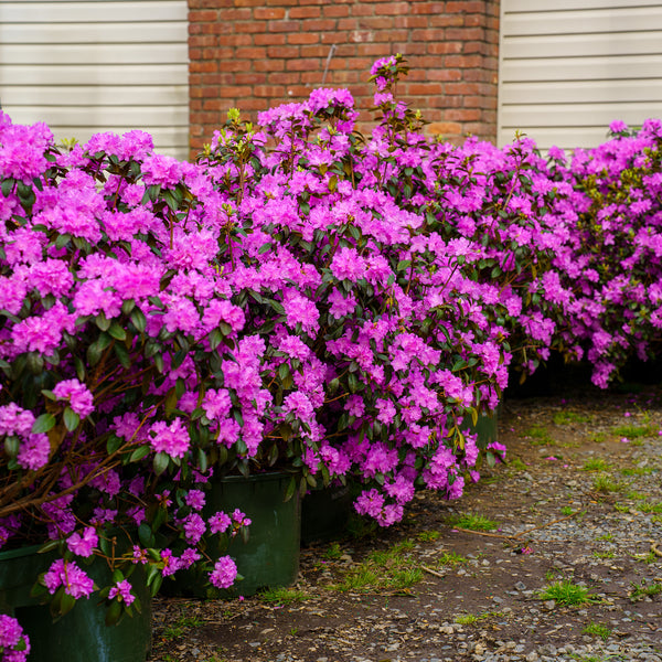 P.J.M. Rhododendron