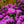 Load image into Gallery viewer, P.J.M. Rhododendron
