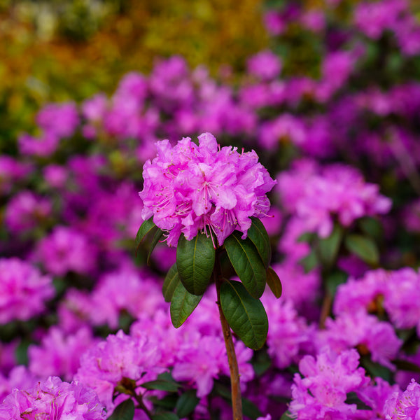 P.J.M. Rhododendron