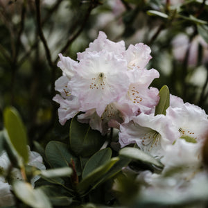 P.J.M. Rhododendron - Rhododendron - Shrubs