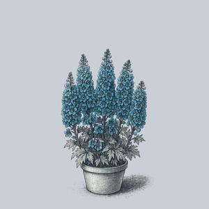 Pacific Giant Summer Skies Delphinium