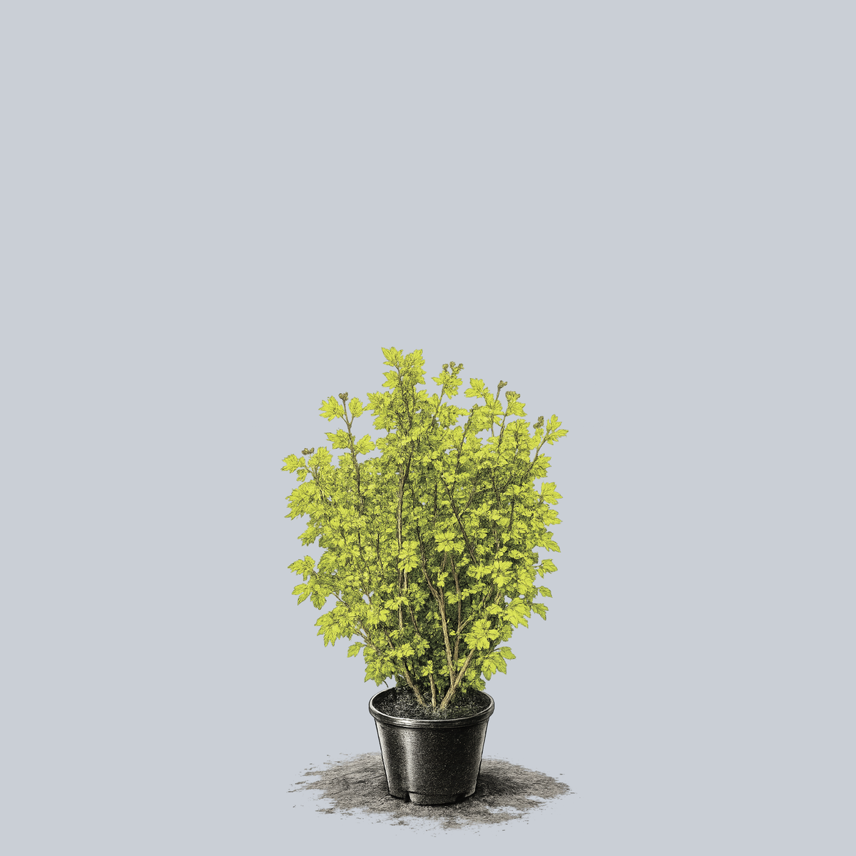 Pacific Fire Vine Maple – Plant Detectives