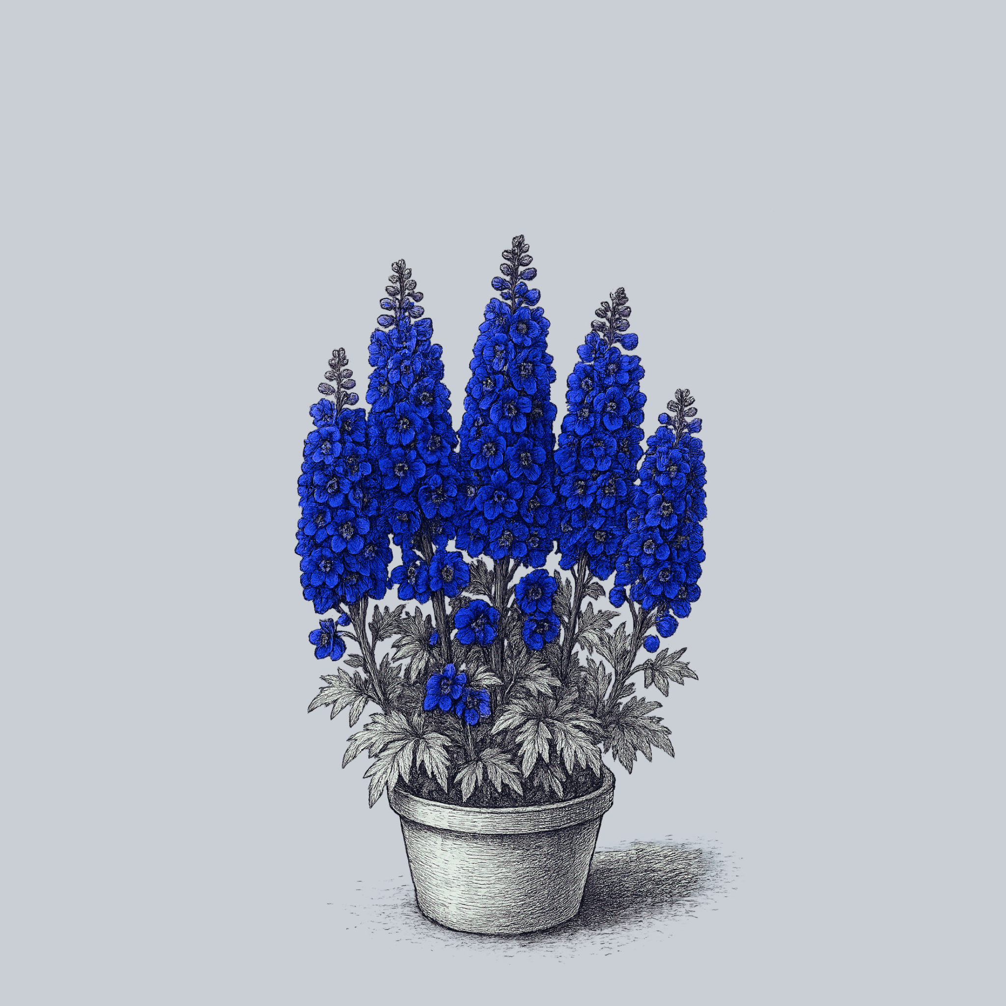 Pacific Giant Black Knight Delphinium – Plant Detectives