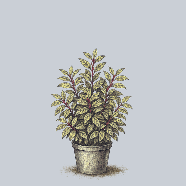 Paisley Pup Leucothoe