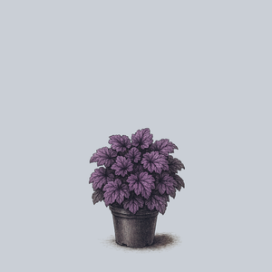 Palace Purple Coral Bells