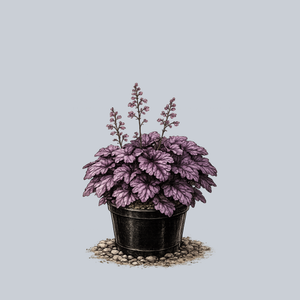 Palace Purple Coral Bells