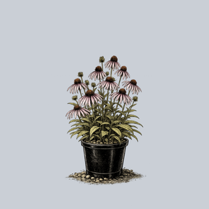 Pale Purple Coneflower