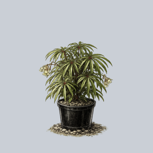 Palm Leaf Begonia