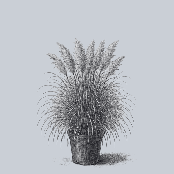 Pampas Grass