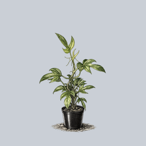 Panduriforme Philodendron