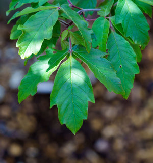 Paperbark maple leaves