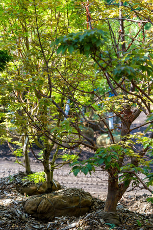 Paperbark maple form