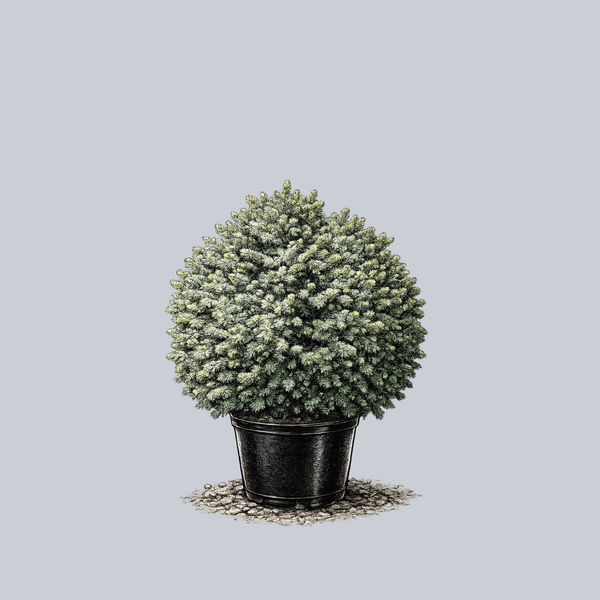 Papoose Sitka Spruce