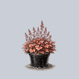 Paprika Coral Bells