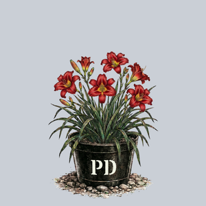 Pardon Me Daylily