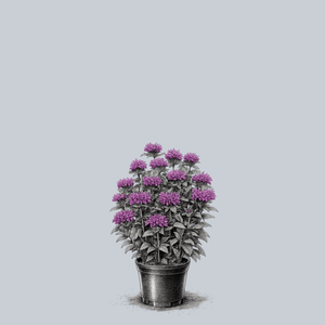 Pardon My Purple Bee Balm